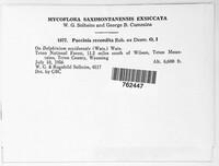 Puccinia recondita image
